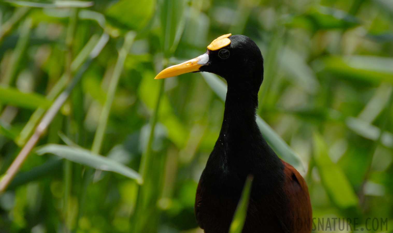 Jacana spinosa [550 mm, 1/640 sec at f / 5.6, ISO 200]